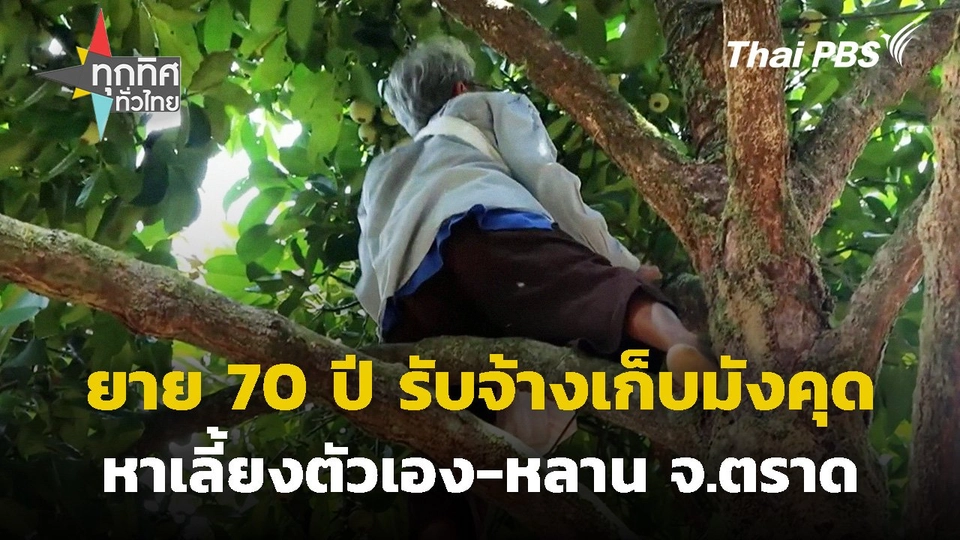 ยายวัย 70 ปี รับจ้างปีนเก็บมังคุด จ.ตราด