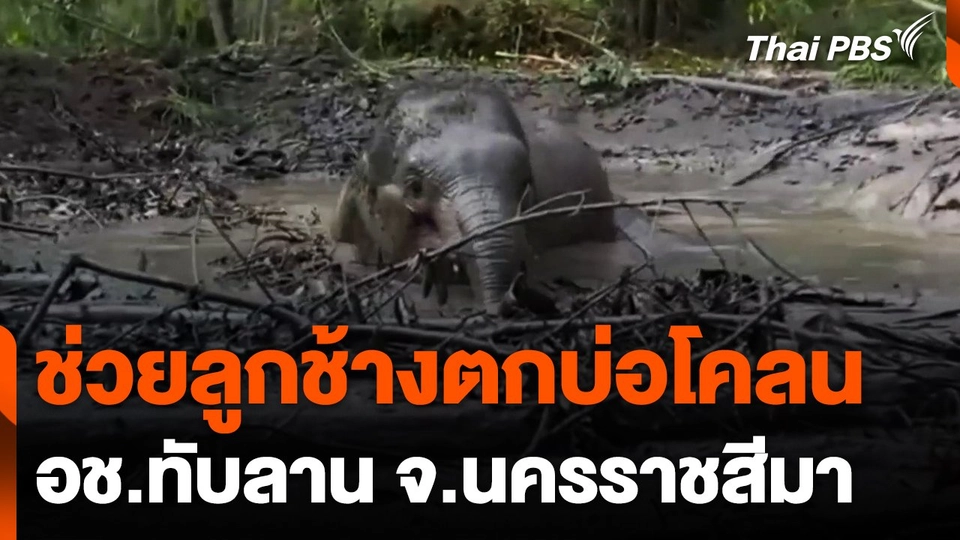 ช่วยลูกช้างตกบ่อโคลน จ.นครราชสีมา