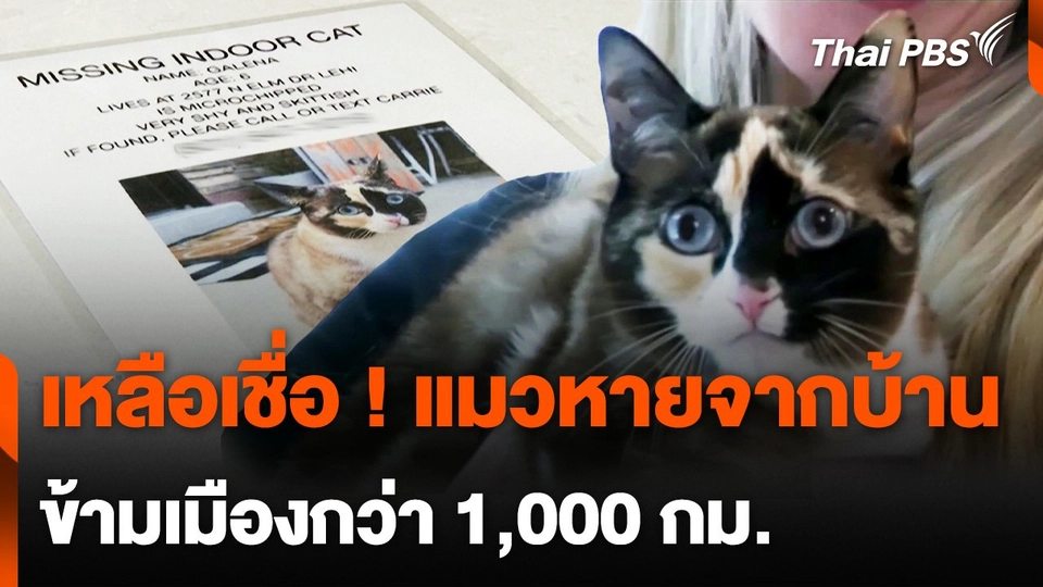 พบแล้ว ! แมวหายจากบ้านข้ามเมืองกว่า 1,000 กม.