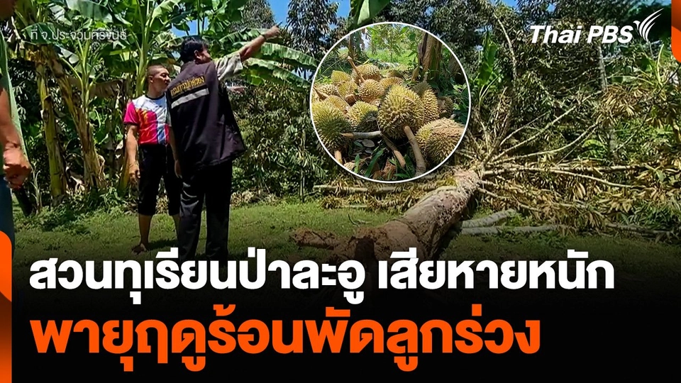 สวนทุเรียนป่าละอู จ.ประจวบคีรีขันธ์ เสียหายหนัก พายุฤดูร้อนพัดลูกร่วง