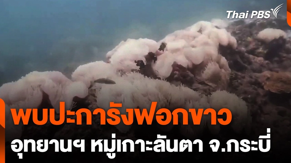 พบปะการังฟอกขาว อุทยานฯ หมู่เกาะลันตา