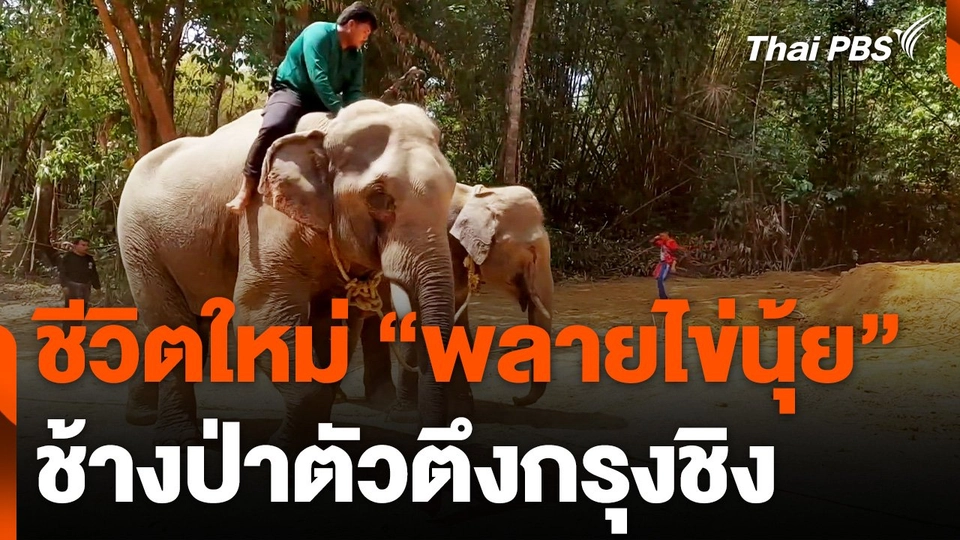 ชีวิตใหม่ "พลายไข่นุ้ย" ช้างป่าตัวตึงกรุงชิง จ.นครศรีธรรมราช