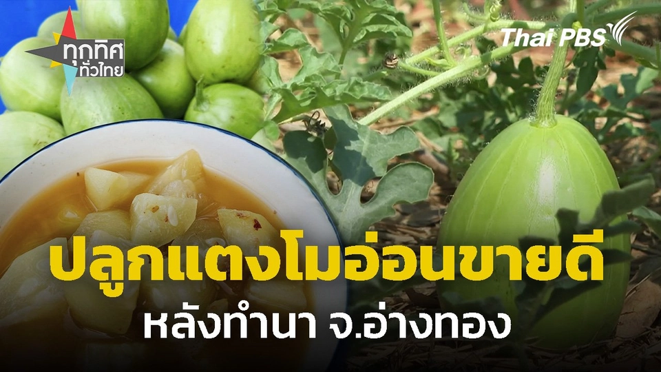 ปลูกแตงโมอ่อนขายดีหลังทำนา จ.อ่างทอง