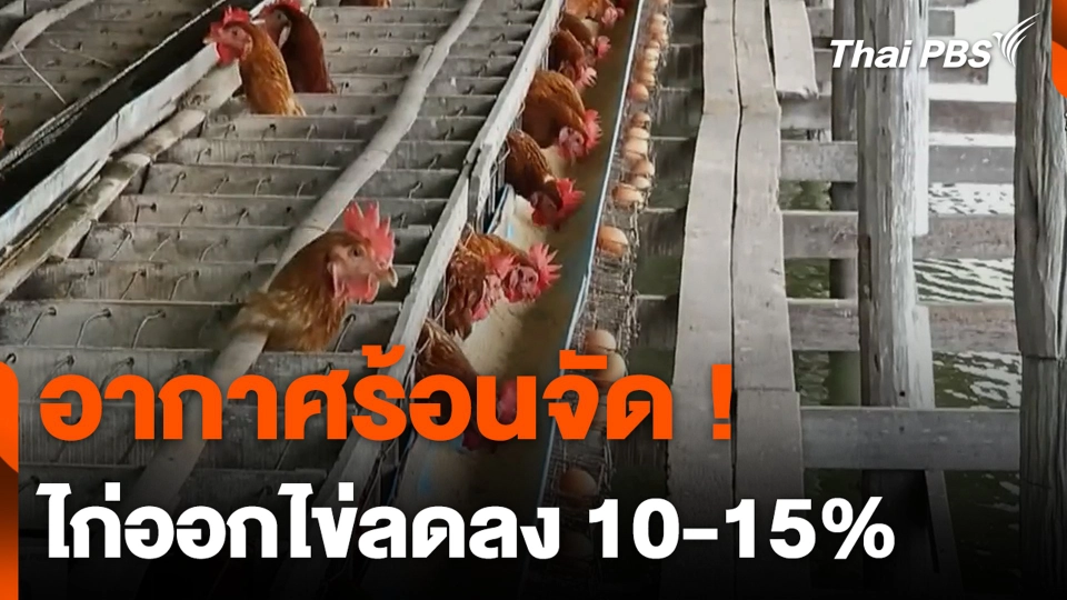 อากาศร้อนจัด ! ไก่ออกไข่ลดลง 10-15%