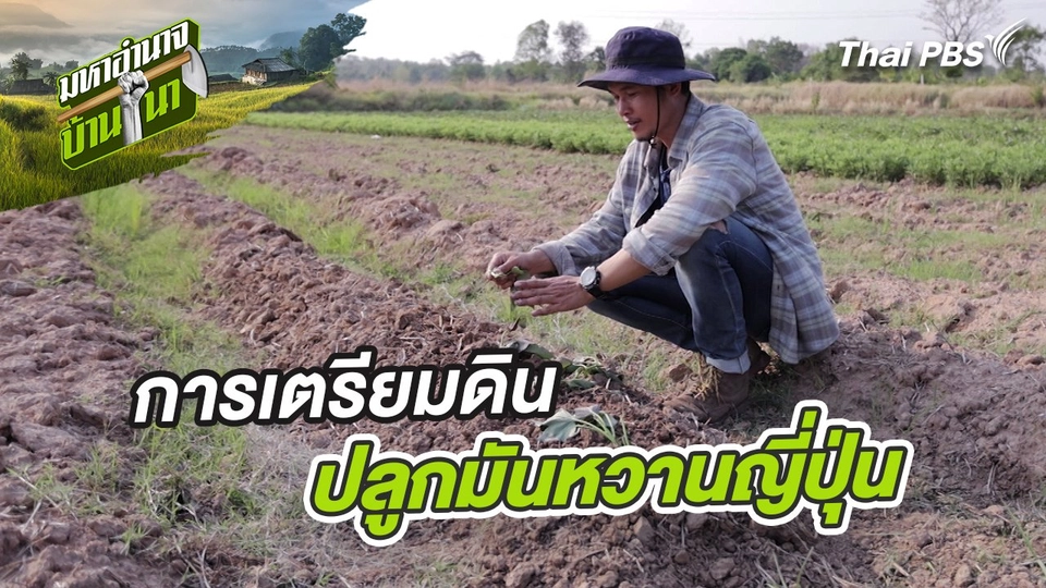 สูตรลับฉบับบ้านนา : การเตรียมดินปลูกมันหวานญี่ปุ่น