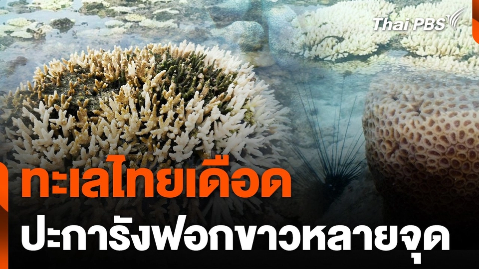 ทะเลไทยเดือด ปะการังฟอกขาวหลายจุด