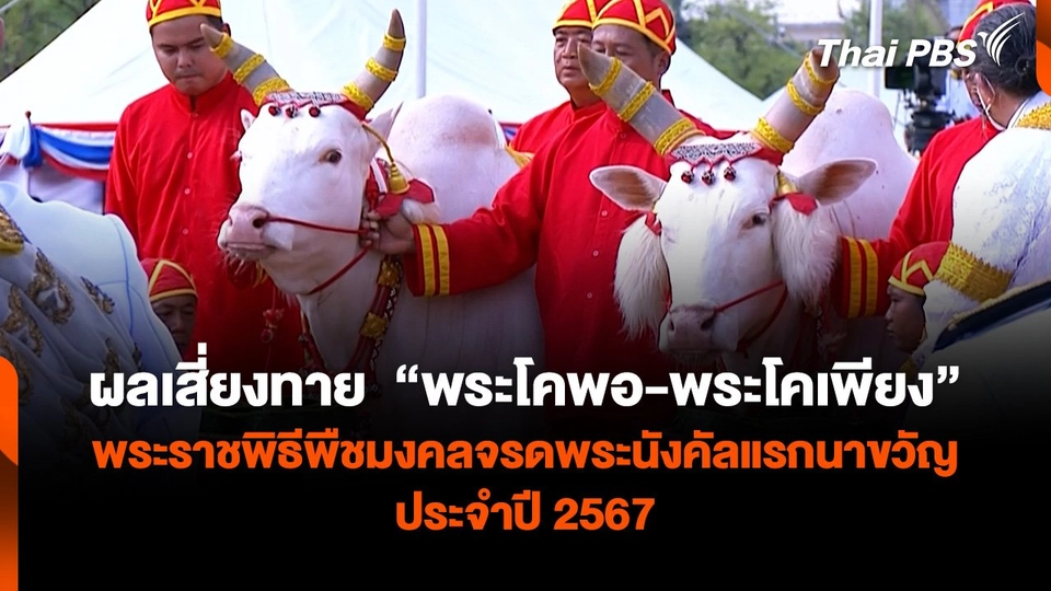 ผลเสี่ยงทาย  “พระโคพอ-พระโคเพียง” พระราชพิธีพืชมงคลจรดพระนังคัลแรกนาขวัญ ประจำปี 2567