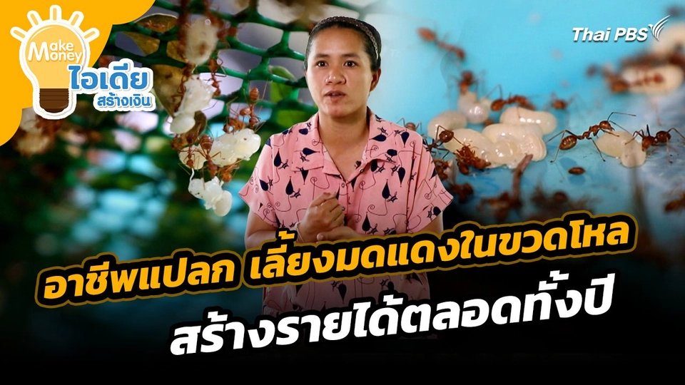 Make Money ไอเดียสร้างเงิน : อาชีพแปลก เลี้ยงมดแดงในขวดโหล สร้างรายได้ตลอดทั้งปี