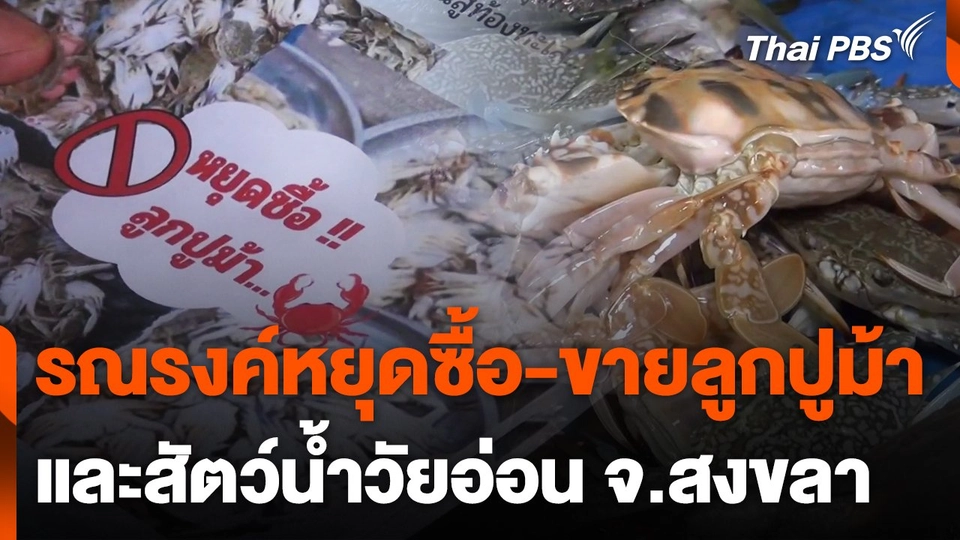 รณรงค์หยุดซื้อ-ขายลูกปูม้า และสัตว์น้ำวัยอ่อน