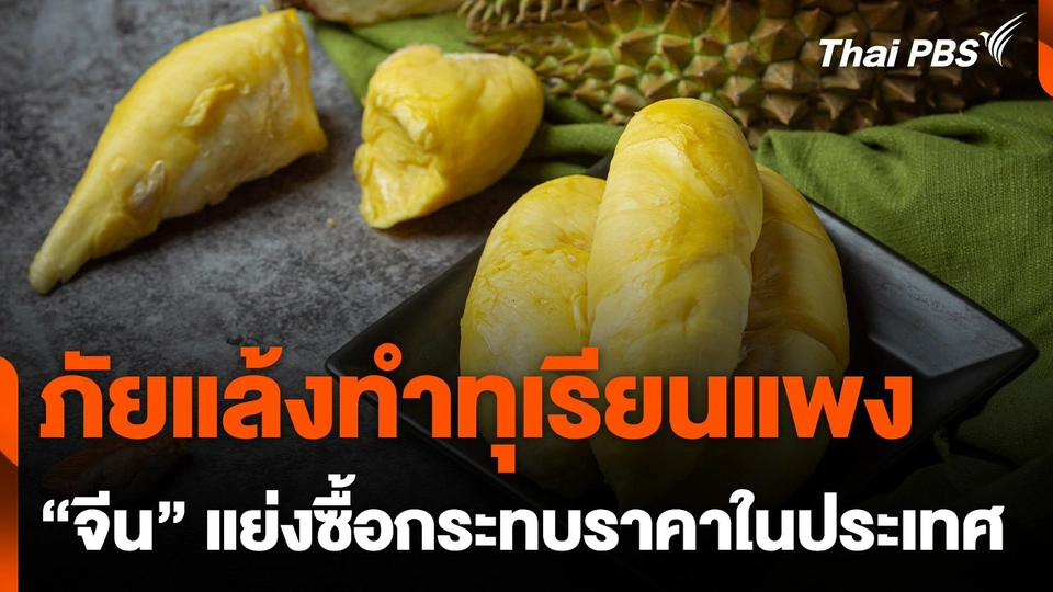 ภัยแล้งทำ "ทุเรียน" แพง จีนแย่งซื้อกระทบราคาในประเทศ