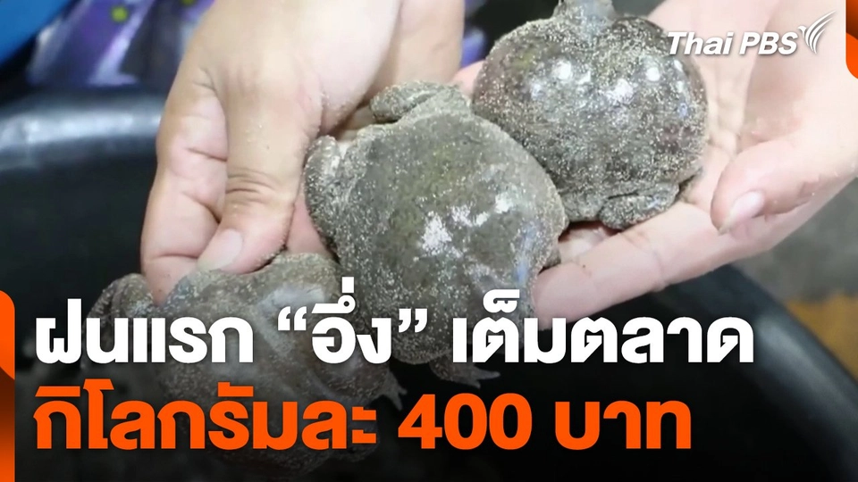 ฝนแรก "อึ่ง" เต็มตลาด กิโลกรัมละ 400 บาท