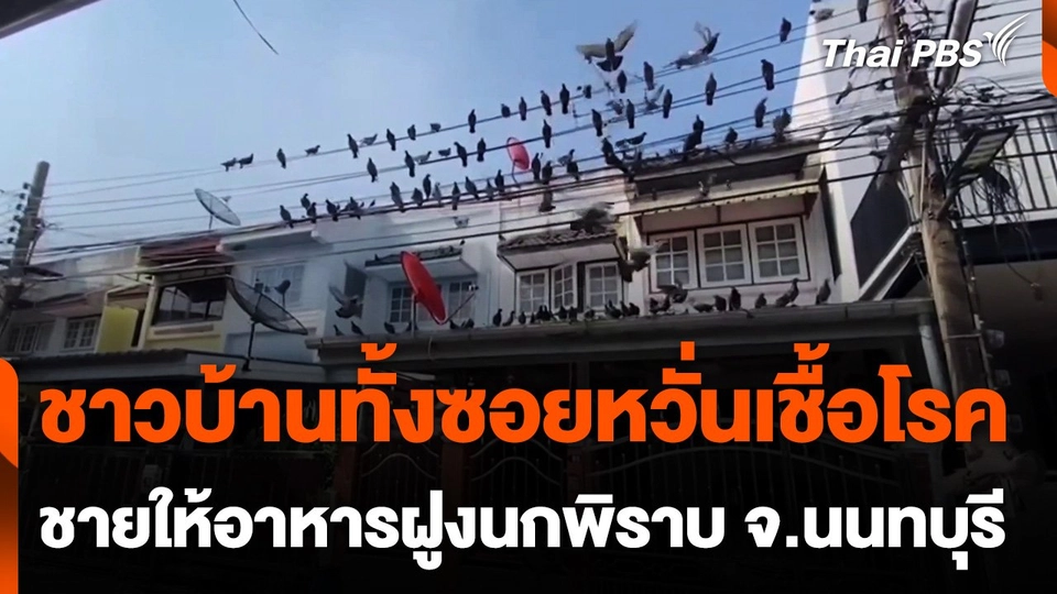 ทั้งซอยหวั่นเชื้อโรค ชายให้อาหารฝูงนกพิราบนับร้อย จ.นนทบุรี
