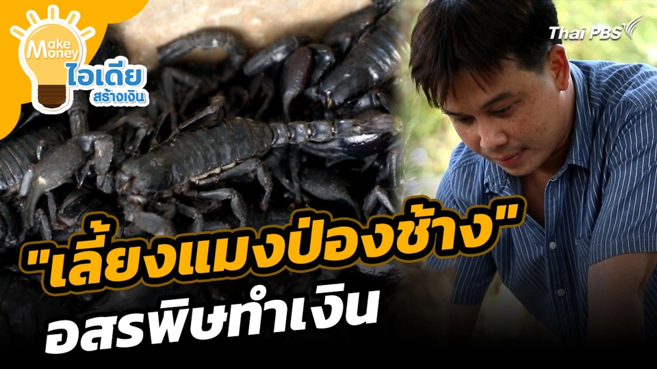 สุดแปลก "เลี้ยงแมงป่องช้าง" อสรพิษทำเงิน