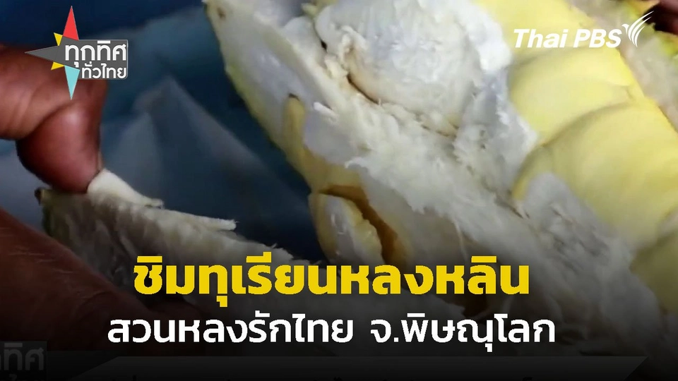 แห่เที่ยวกินทุเรียนหลงหลิน สวนหลงรักไทย จ.พิษณุโลก