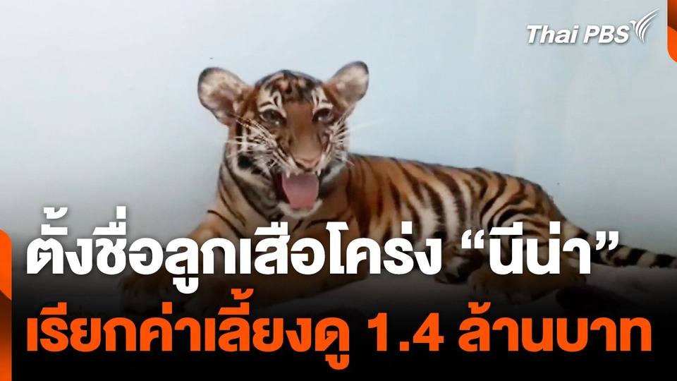 ตั้งชื่อลูกเสือโคร่ง "นีน่า" เรียกค่าเลี้ยงดู 1.4 ล้านบาท