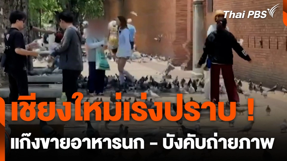 เชียงใหม่เร่งปราบ ! แก๊งขายอาหารนก - บังคับถ่ายภาพ