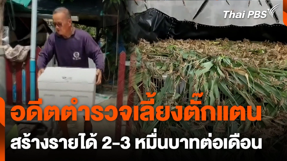 อดีตตำรวจเลี้ยงตั๊กแตน สร้างรายได้ 2-3 หมื่นบาทต่อเดือน