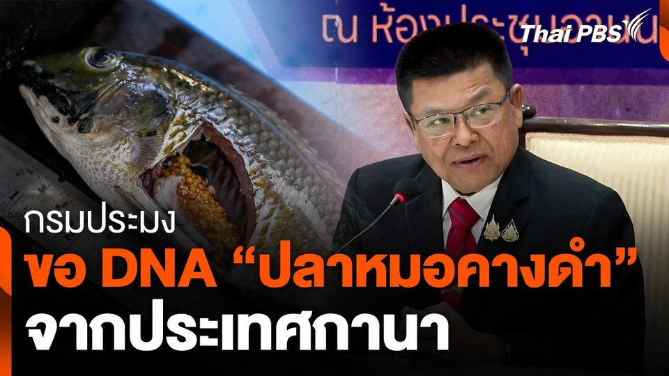 กรมประมงขอ DNA “ปลาหมอคางดำ” จากประเทศกานา