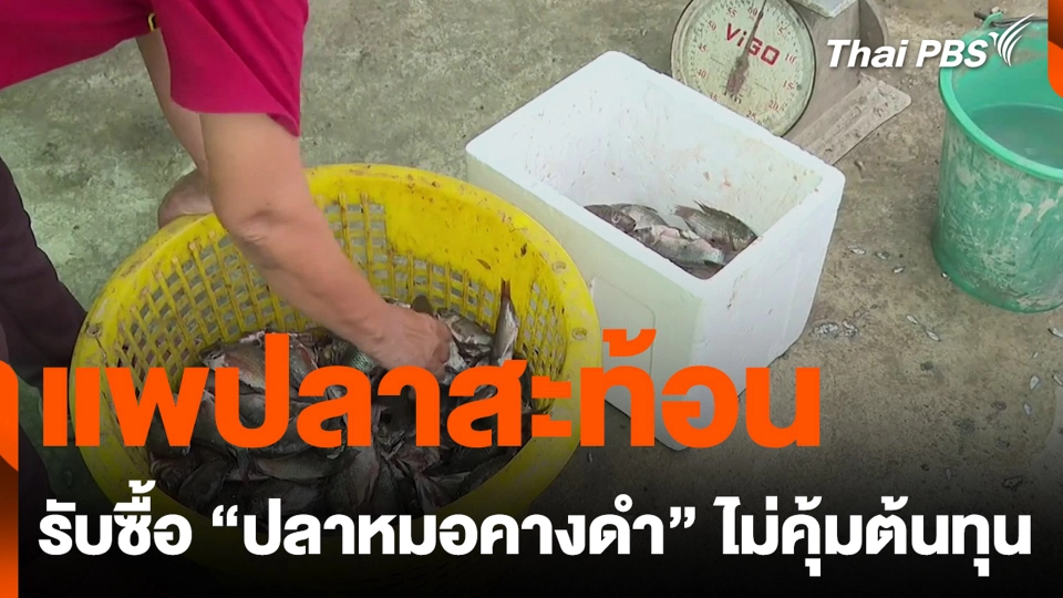 แพปลาสะท้อน รับซื้อ "ปลาหมอคางดำ" ไม่คุ้มต้นทุน