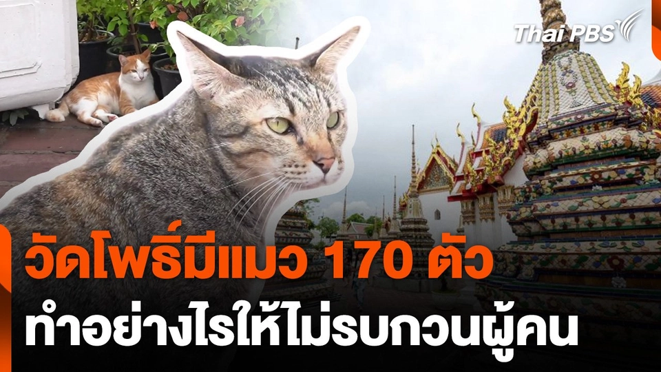 "วัดโพธิ์" มีแมว 170 ตัว ทำอย่างไรให้ไม่รบกวนผู้คน ?