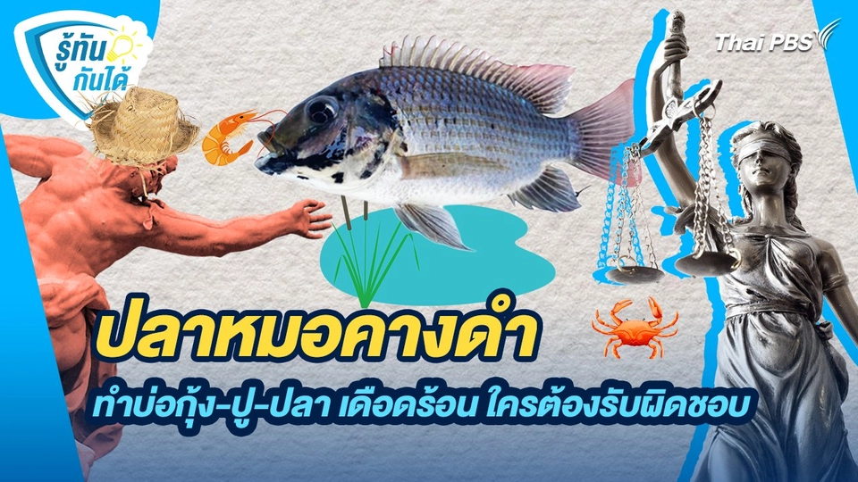 รู้ทันกันได้ : ปลาหมอคางดำ ทำบ่อกุ้ง-ปู-ปลา เดือดร้อน ใครต้องรับผิดชอบ
