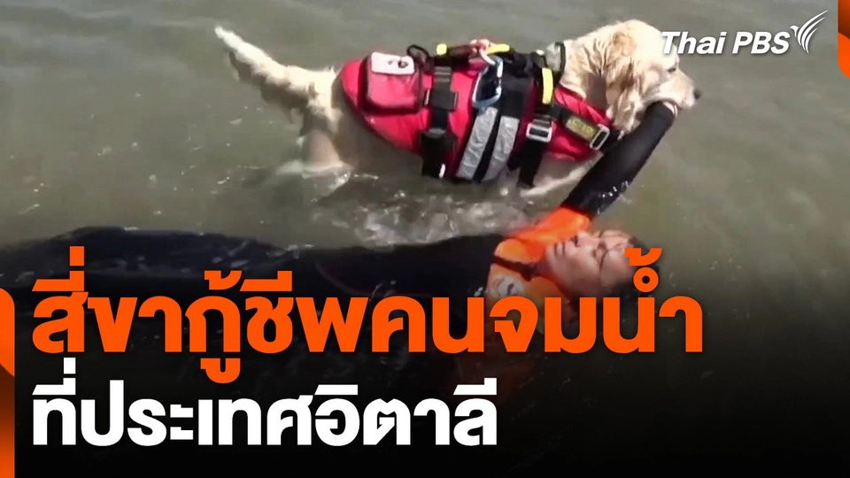 สี่ขากู้ชีพคนจมน้ำ ที่อิตาลี