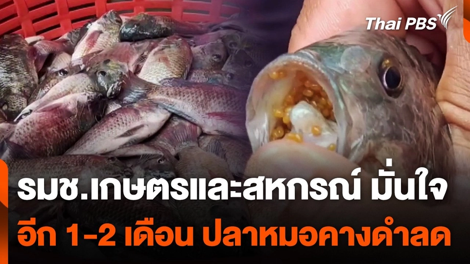 รมช.เกษตรและสหกรณ์ มั่นใจอีก 1-2 เดือนนี้ ปลาหมอคางดำลดลง