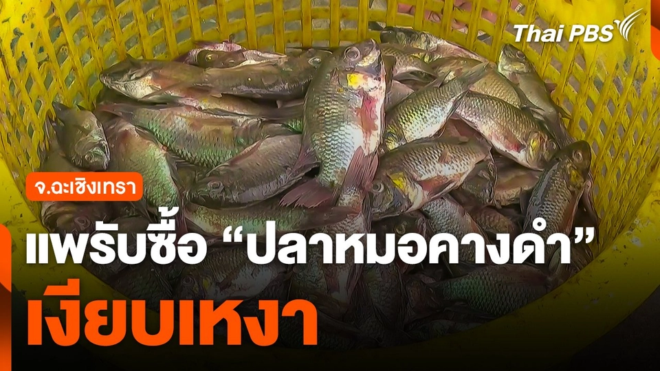 แพรับซื้อ "ปลาหมอคางดำ" จ.ฉะเชิงเทรา เงียบเหงา