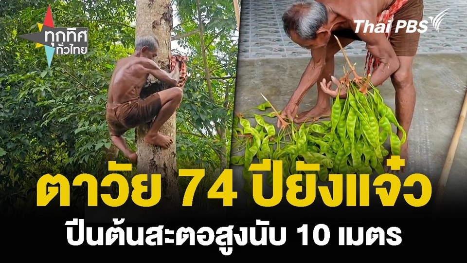 ตาวัย 74 ปียังแจ๋ว ปีนต้นสะตอสูงนับ 10 เมตร