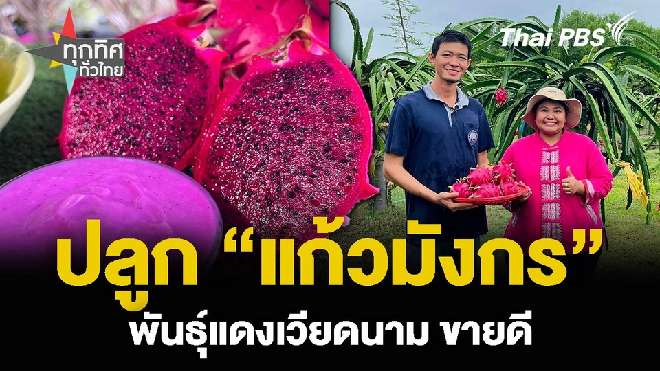 ปลูก “แก้วมังกร” พันธุ์แดงเวียดนาม ขายดี