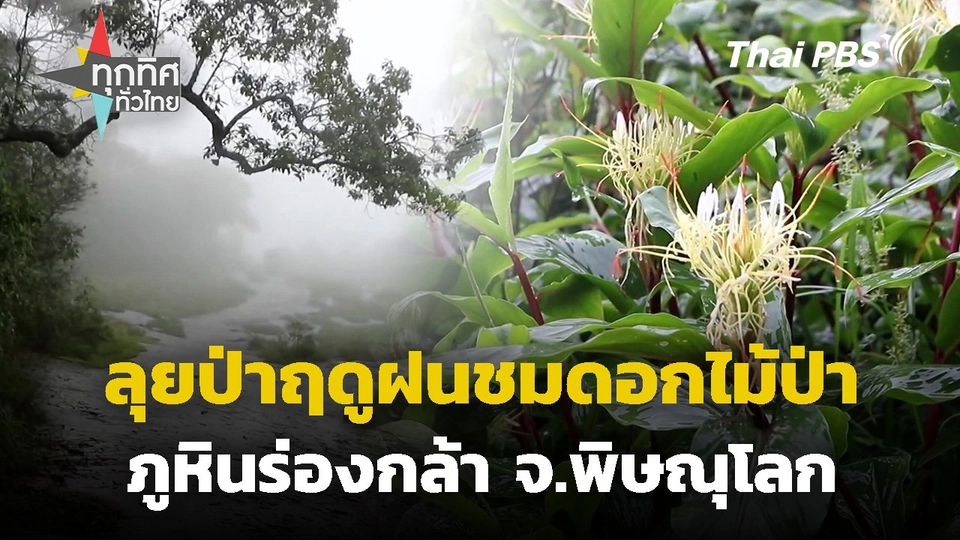 ลุยป่าฤดูฝนชมดอกไม้ป่าภูหินร่องกล้า จ.พิษณุโลก