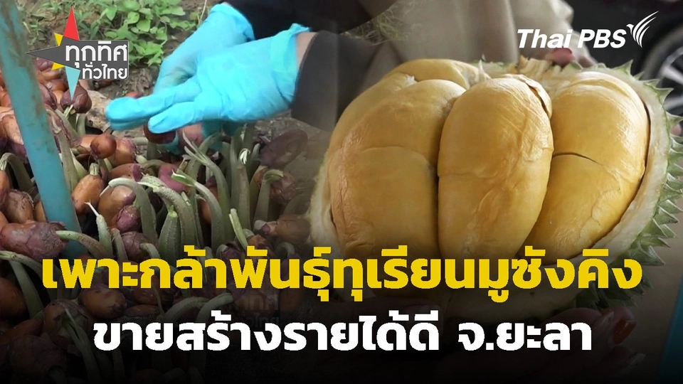 เพาะกล้าพันธุ์ทุเรียนมูซังคิงขายดี จ.ยะลา