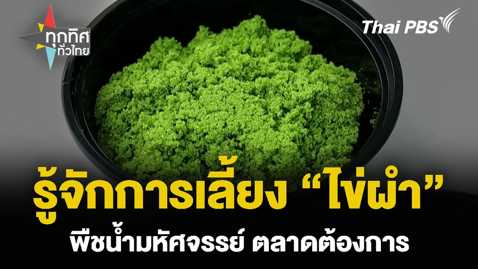 รู้จักการเลี้ยง “ไข่ผำ” พืชน้ำมหัศจรรย์ ตลาดต้องการ