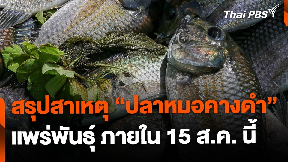 เตรียมสรุปสาเหตุการแพร่ขยายพันธุ์ “ปลาหมอคางดำ” 15 ส.ค.นี้