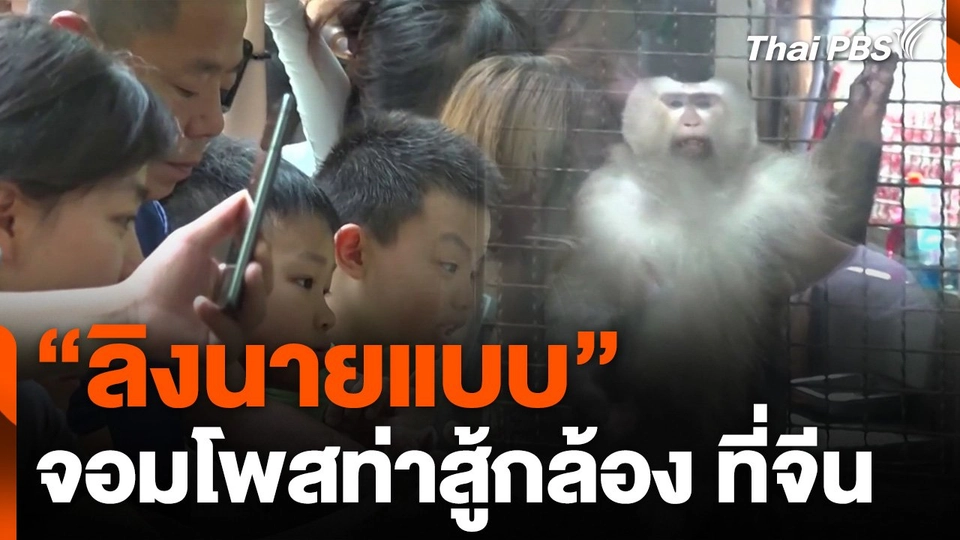 "ลิงนายแบบ" จอมโพสท่าสู้กล้อง ที่จีน