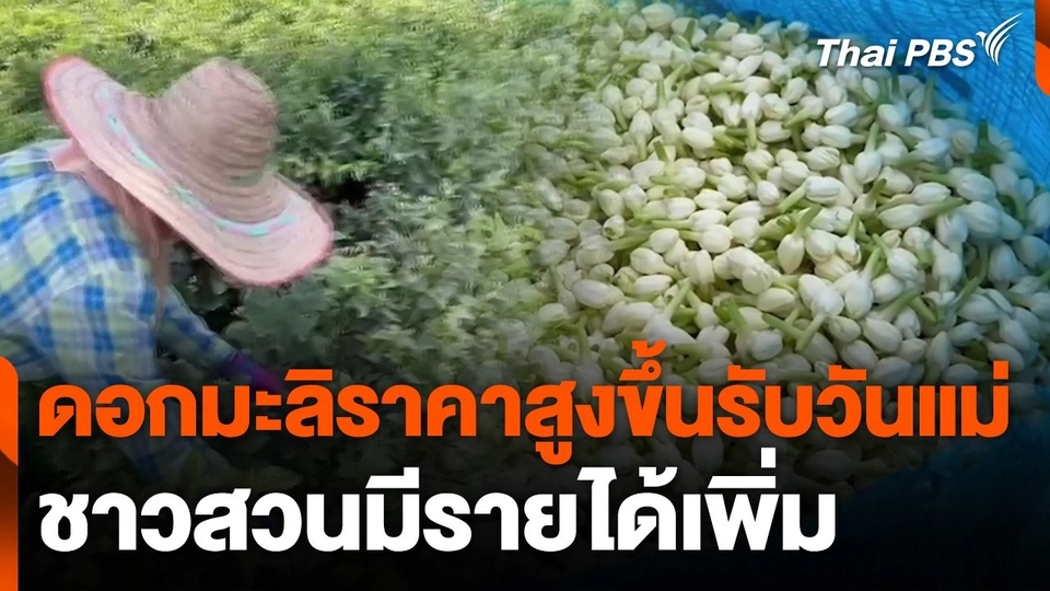 ดอกมะลิราคาสูงขึ้นรับวันแม่ ชาวสวนมีรายได้เพิ่ม