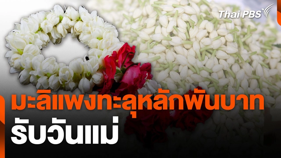 มะลิแพงทะลุหลักพันบาทต่อกิโลกรัมรับวันแม่