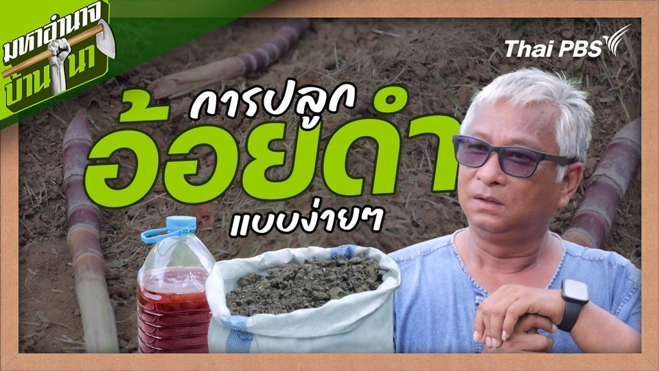สูตรลับฉบับบ้านนา : การปลูกอ้อยดำแบบง่าย