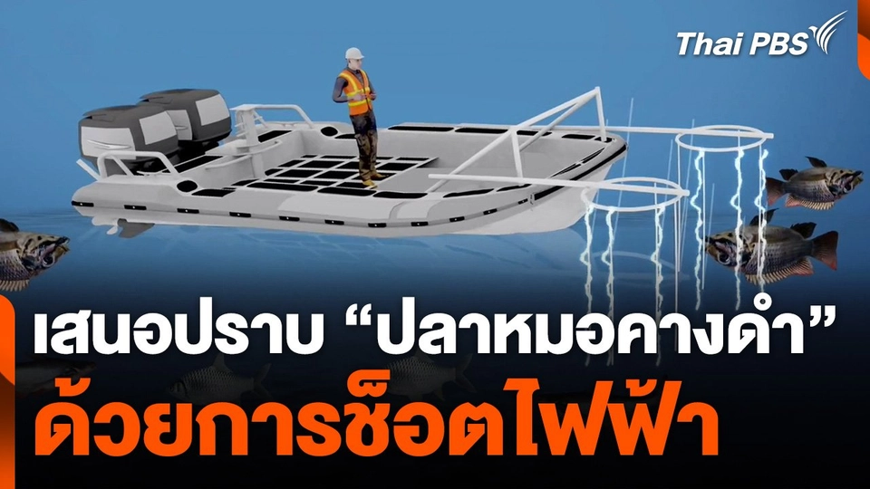 เสนอใช้ไฟฟ้า กำจัดปลาหมอคางดำ