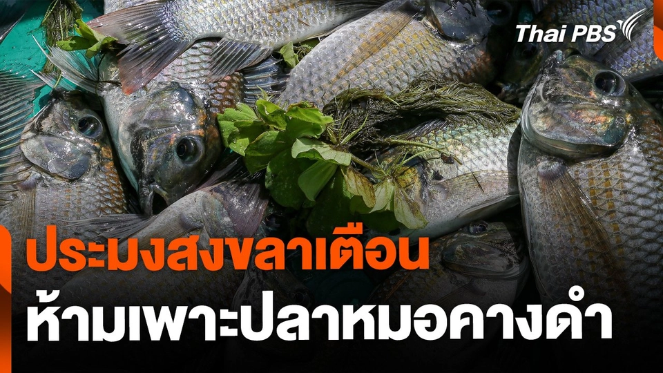 ประมงสงขลาเตือน ห้ามเพาะเลี้ยงปลาหมอคางดำขาย