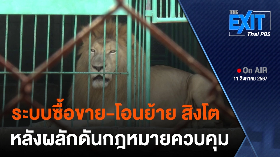 เจาะระบบซื้อขาย-โอนย้าย "สิงโต" ในไทย