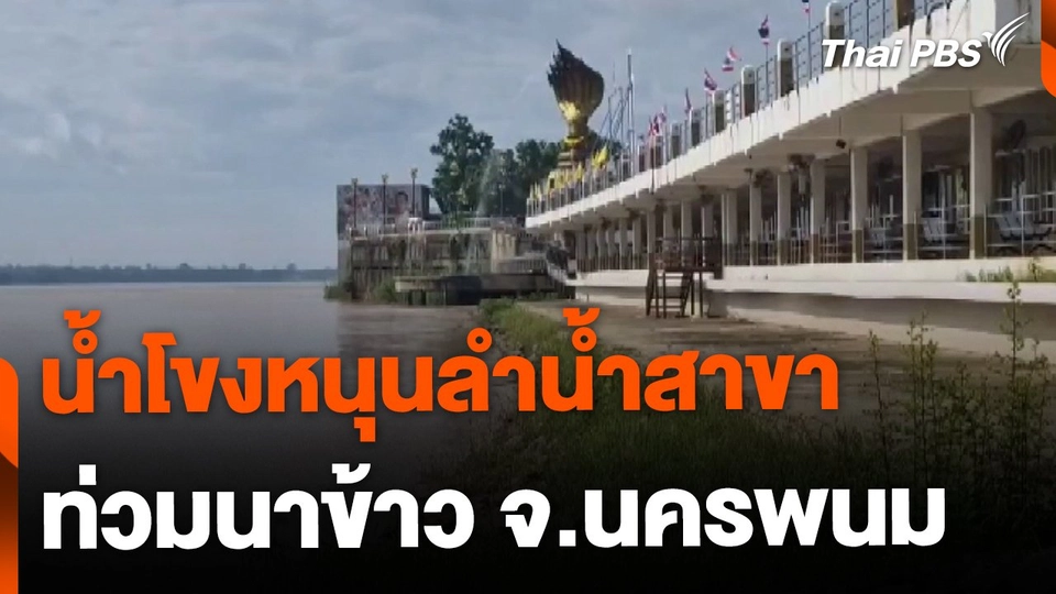 น้ำโขงหนุนลำน้ำสาขา ไหลท่วมนาข้าว จ.นครพนม