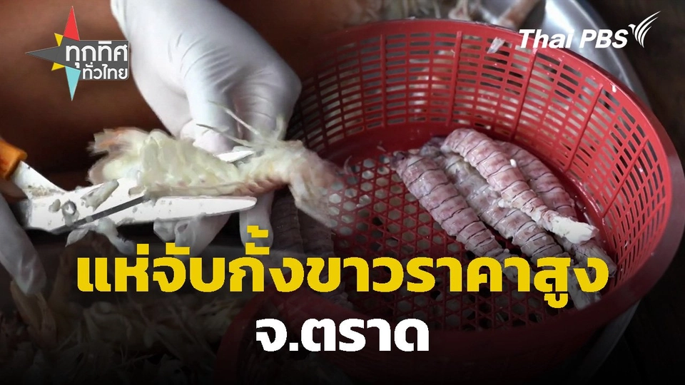 แห่จับกั้งขาวราคาสูง จ.ตราด