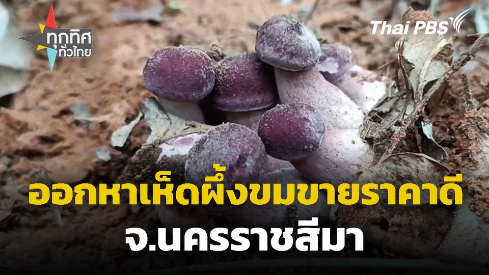 ออกหาเห็ดผึ้งขมขายราคาดี จ.นครราชสีมา