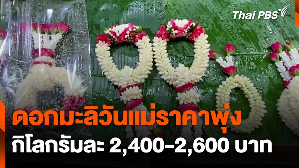 ดอกมะลิวันแม่ราคาพุ่ง กิโลกรัมละ 2,400-2,600 บาท