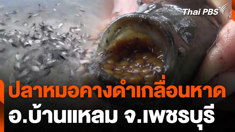 ปลาหมอคางดำเกลื่อนหาด จ.เพชรบุรี