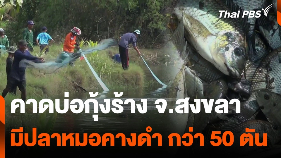 คาดบ่อกุ้งร้าง จ.สงขลา มีปลาหมอคางดำ กว่า 50 ตัน