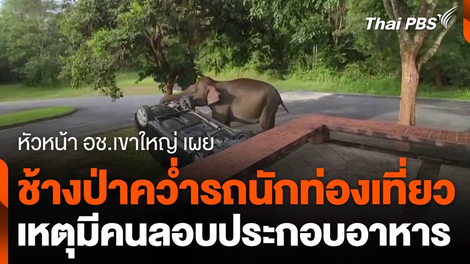 ช้างป่าคว่ำรถนักท่องเที่ยว เหตุมีคนลอบประกอบอาหาร
