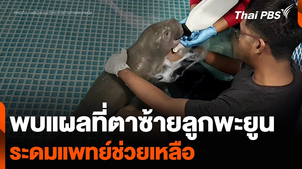พบแผลที่ตาซ้ายลูกพะยูน ระดมแพทย์ช่วยเหลือ