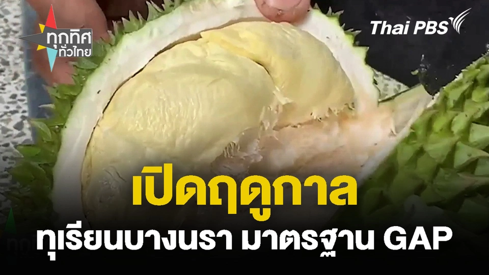 เปิดฤดูกาล ทุเรียนบางนรา มาตรฐาน GAP